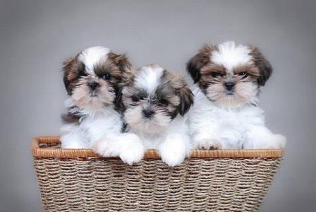 Shihztu puppies