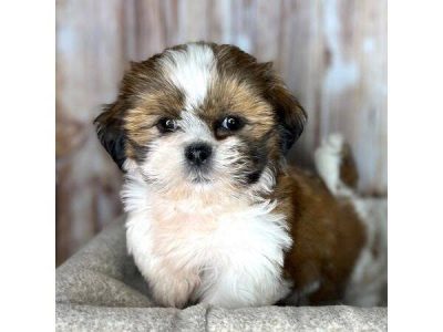 Shihztu puppy available in Chennai