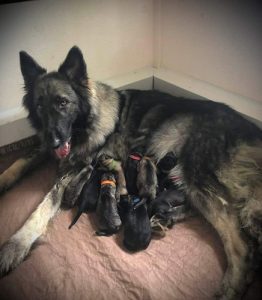 Shiloh Shepherd Pups For Sale Trust Kennel