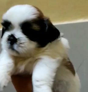 Shitzu male available in Delhi Gurgaon Noida location 8570830887