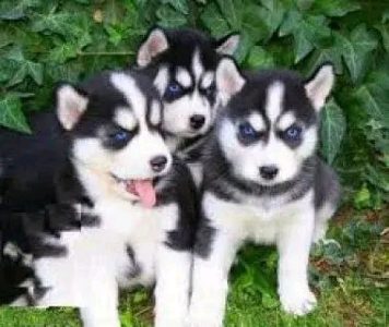 Siberian Husky adoption available