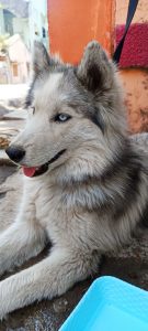 Siberian husky