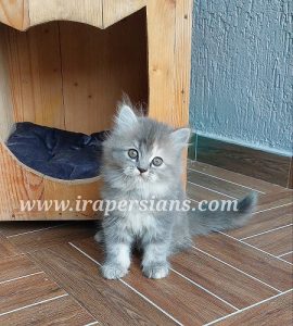Smoke Grey Male Female Persian Kittens Available