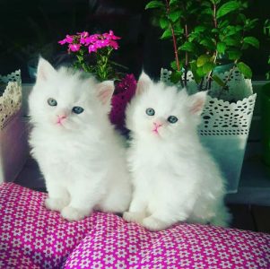 Snow white Persian Kitten