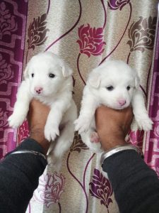 Spitz Puppies For Sale Delhi 9654249090
