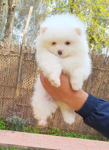 Spitz Pups For Sale 9654249090