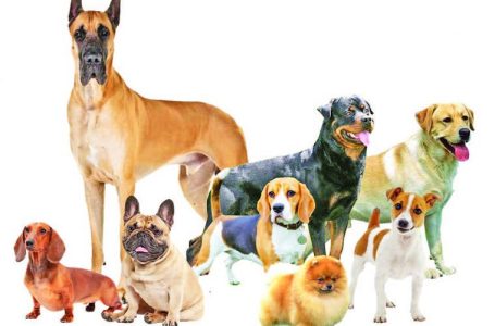 St Bernard Puppies For Sale Trust Kennel