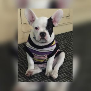 TERA DHIYAN KIDHAR HAI PUG PUPPS IDHAR HAI @ 9205546224 ROYAL ORCHID PAWS