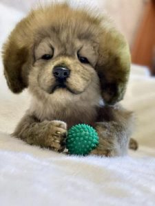 tibetan mastiff ......call 8307797664