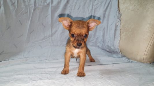 Tiny Small Chihuahua Pups Available For Sale Delhi