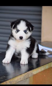 Top quality blue eyes Wolly coat husky male and female puppy available 9171701728