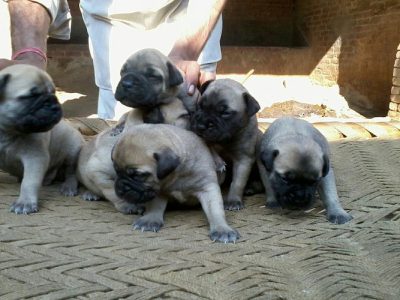Top quality English mastiff puppies for sale..7300930479
