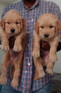 TOP QUALITY GOLDEN RETRIEVER PUPPIES