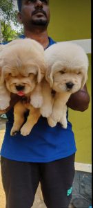 Top quality home breed golden retriever male and female puppy available 9171701728