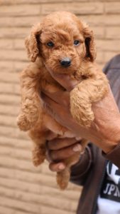 Top Quality Poodle Male And Female Puppies Ready To Move