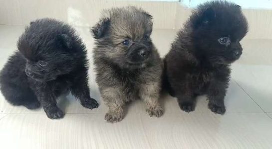 Toy pom mini pom cross puppy available  4 sale gold ,black a