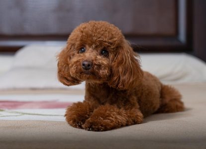 Toy poodle puppy available