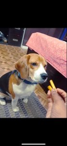 Trust Kennel Beagle Pups For Sale