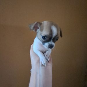 Trust Kennel Chihuahua Puppies For Sell Delhi