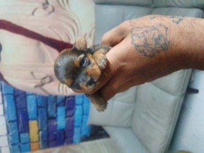 Trust Kennel Chihuahua Puppies Available Here