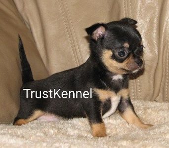 Trust Kennel Chihuahua Puppies Available Here
