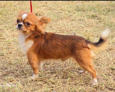 Trust Kennel Chihuahua Small Size Puppies Available Here