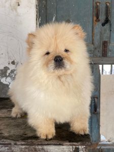 TRust Kennel ChowChow Pups For Sale