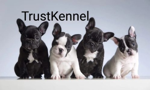 Trust Kennel French BullDog Pups Available Here