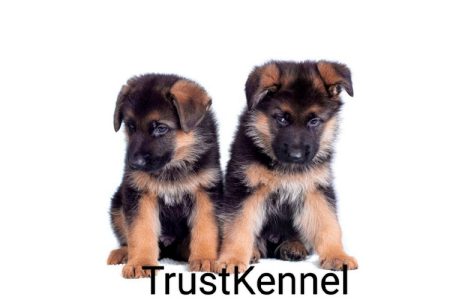 Trust Kennel German Shepherd Puppies For Sale Delhi