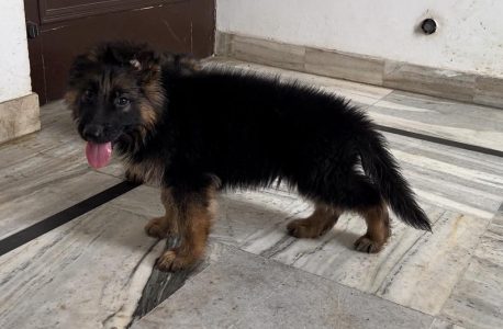 Trust Kennel German Shepherd Puppies For Sale