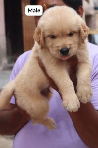 Trust Kennel GoldenRetriever Puppies For Sale