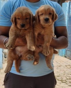 Trust Kennel GoldenRetriver Pups Available In Delhi