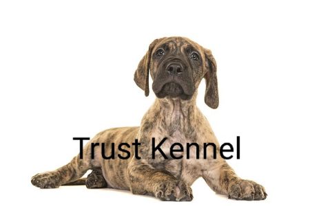 Trust Kennel Great Dane Pups For Sale