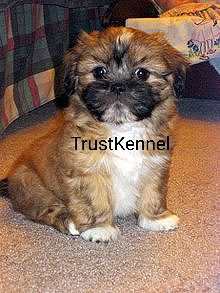 Trust Kennel Havanese Pups Available Here