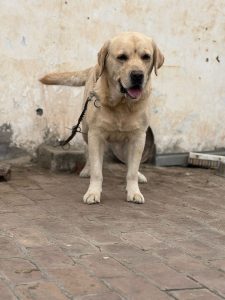 Trust Kennel Labrador Pups For Sale