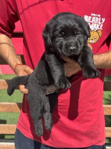 Trust Kennel Labrador Puppies For Sale