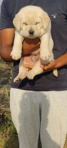 Trust Kennel Labrador Pups For Sale Delhi 9899803008