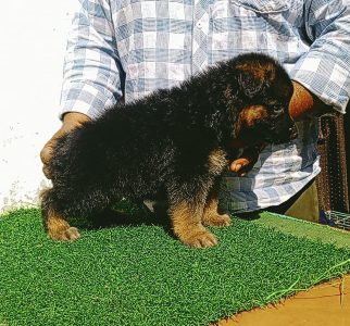 Trust Kennel Offers GermanShepherd Puppies For Sale