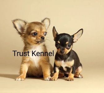 Trust Kennel Present Chihuahua Tiny Pups For Sale