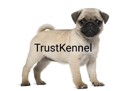 Trust Kennel Pug Puppies For Sale