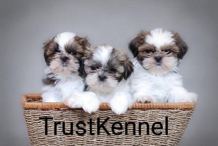 Trust Kennel ShihTzu Puppies Available Here