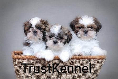 Trust Kennel ShihTzu Pups Ready Now For Sale
