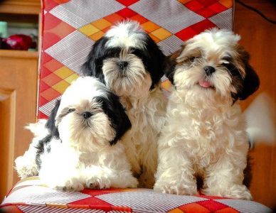 Trust-Kennel ShihTzu Puppies Available