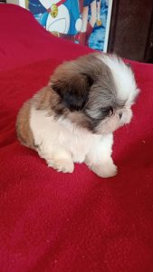 Trust Kennel ShihTzu Pups For Sale
