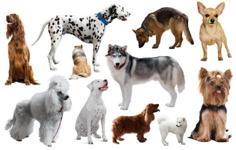 Trust Kennel Siberian Husky Puppy For Sale (RKC Regd)