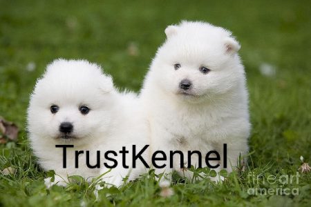 Trust Kennel Spitz Pups Available Here