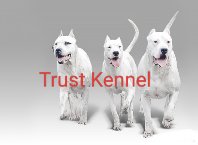 Trust Kennel Stunning Dogo Argentino Pups For Sale