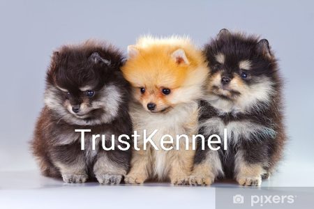 Trust Kennel Toy Pomeranian Available