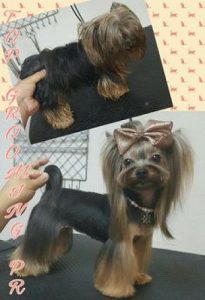 Trust Kennel YorkshireTerrier For Sale Delhi