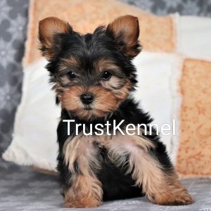 Trust Kennel YorkshireTerrier Puppies For Sale